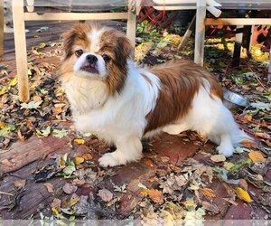 Japanese Chin Dogs for adoption in St. Cloud, MN, USA