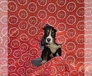 Bernese Mountain Dog Dogs for adoption in Raleigh, NC, USA