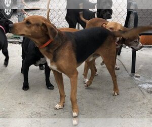Schiller Hound-Unknown Mix Dogs for adoption in Tracy City, TN, USA