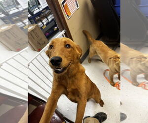 Golden Retriever-Unknown Mix Dogs for adoption in Coralville, IA, USA