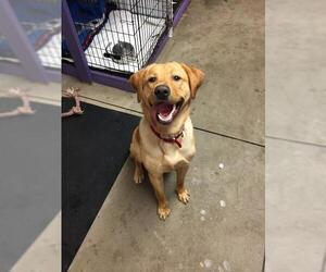 Labrador Retriever Dogs for adoption in Gloversville, NY, USA