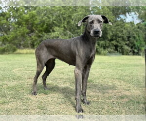 Medium Photo #1 Great Dane Puppy For Sale in PIPE CREEK, TX, USA