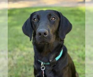 Labrador Retriever-Unknown Mix Dogs for adoption in San Diego, CA, USA