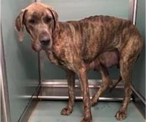 Great Dane Dogs for adoption in Moreno Valley, CA, USA