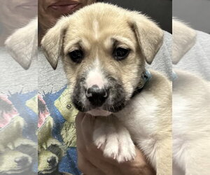 American Pit Bull Terrier-Black Mouth Cur Mix Dogs for adoption in Holly Springs, NC, USA