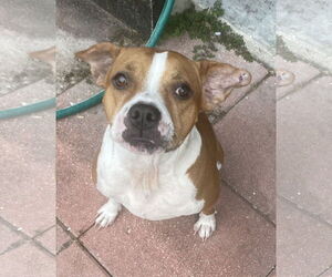 Bogle Dogs for adoption in Sanford, FL, USA