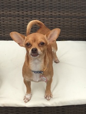 Chihuahua Dogs for adoption in Buffalo, NY, USA