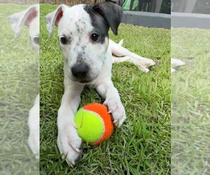 American Pit Bull Terrier-Unknown Mix Dogs for adoption in Raleigh, NC, USA