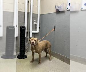 American Pit Bull Terrier-Unknown Mix Dogs for adoption in Las Vegas, NV, USA