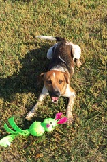 Raggle Dogs for adoption in Crestview, FL, USA