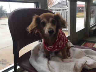 Dachshund-Unknown Mix Dogs for adoption in San Antonio, TX, USA