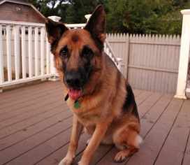 German Shepherd Dog Dogs for adoption in Canton, CT, USA