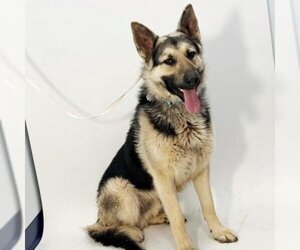 German Shepherd Dog Dogs for adoption in Show Low, AZ, USA
