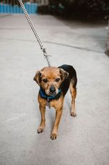 Puggle Dogs for adoption in See Website, CA, USA