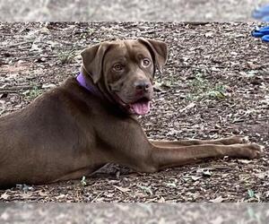 American Staffordshire Terrier-Labrador Retriever Mix Dogs for adoption in Newnan, GA, USA