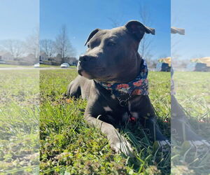 American Pit Bull Terrier-Unknown Mix Dogs for adoption in Germantown, OH, USA