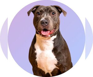 American Staffordshire Terrier-Unknown Mix Dogs for adoption in Rowlett, TX, USA