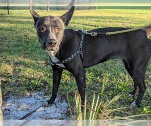 Pointer Dogs for adoption in Fort Lauderdale, FL, USA