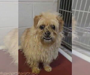 Cairn Terrier-Unknown Mix Dogs for adoption in Osgood, IN, USA