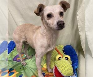 Rat Terrier-Unknown Mix Dogs for adoption in Modesto, CA, USA