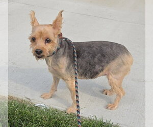 Mutt Dogs for adoption in Lexington Park, MD, USA