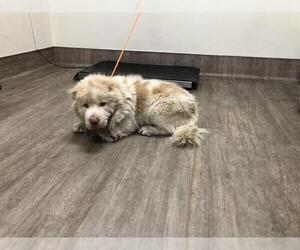 Chow Chow-Unknown Mix Dogs for adoption in Pasadena, CA, USA