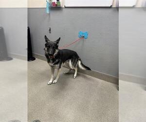 Gerberian Shepsky Dogs for adoption in Las Vegas, NV, USA