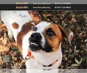 Bullboxer Pit Dogs for adoption in Benton, PA, USA