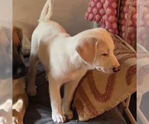 Medium Photo #13 Great Pyrenees-Unknown Mix Puppy For Sale in Dallas, TX, USA