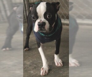Boston Terrier Dogs for adoption in Savannah, MO, USA