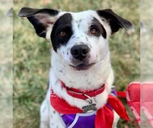 Border Collie Dogs for adoption in Canton, CT, USA