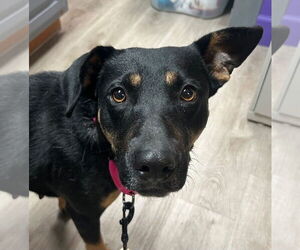 Mutt Dogs for adoption in Claremore, OK, USA