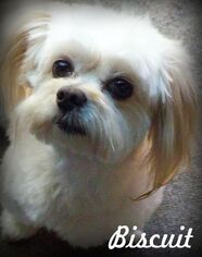 Shiranian Dogs for adoption in Anaheim Hills, CA, USA