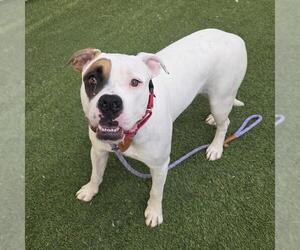 Boxer-Unknown Mix Dogs for adoption in Las Vegas, NV, USA