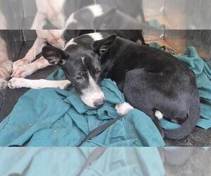 Mutt Dogs for adoption in San Antonio, TX, USA
