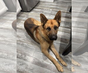 German Shepherd Dog Dogs for adoption in Woodland, CA, USA