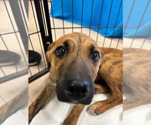 Collie-Unknown Mix Dogs for adoption in San Diego, CA, USA