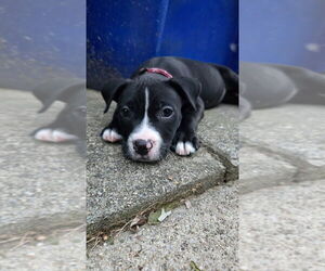 American Pit Bull Terrier-Unknown Mix Dogs for adoption in Aurora, IN, USA