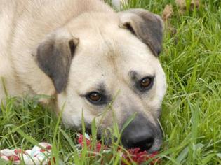 American Staffordshire Terrier-Great Pyrenees Mix Dogs for adoption in Newfield, NJ, USA