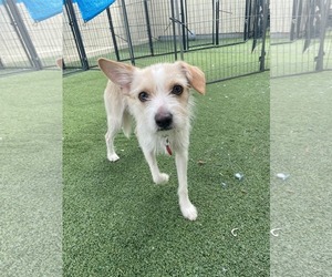 Mutt Dogs for adoption in Phoenix, AZ, USA