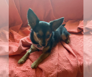 Chihuahua-Unknown Mix Dogs for adoption in Brooklyn Center, MN, USA