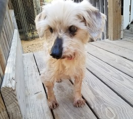 Medium Photo #1 Shih-Poo Puppy For Sale in San Antonio, TX, USA