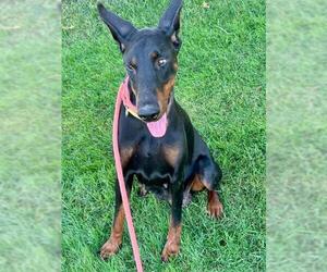 Doberman Pinscher Dogs for adoption in Sacramento, CA, USA