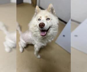 Siberian Husky Dogs for adoption in Chula Vista, CA, USA