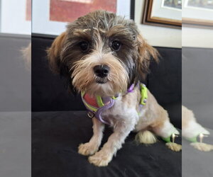 Shih Tzu-Unknown Mix Dogs for adoption in Mundelein, IL, USA