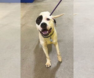 American Bulldog-Unknown Mix Dogs for adoption in Forestville, MD, USA