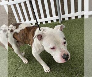 American Bulldog-Unknown Mix Dogs for adoption in Modesto, CA, USA