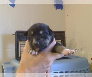 Siberian Husky Dogs for adoption in Sacramento, CA, USA