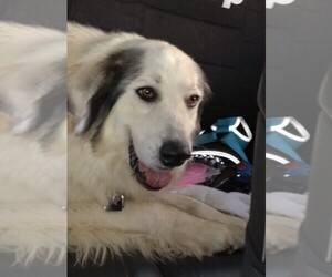 Great Pyrenees Dogs for adoption in Wheaton, IL, USA