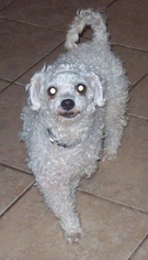 Poodle (Toy) Dogs for adoption in Newfoundland, PA, USA